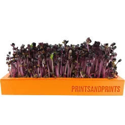 printsandprint Küche^Microgreens Starter Kit