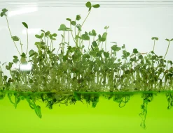 Plantarium Küche^Super